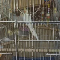 جوجه عروس هلندی|پرنده|قم, پردیسان|دیوار