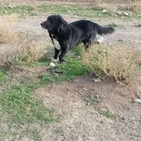 واگذاری سگ|سگ|تربت جام, جامرود|دیوار