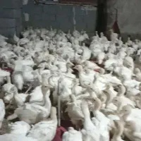 فروش جوجه بوقلمون بویتی