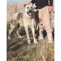 واگذاری سک سرابی ۱۷ ماهه