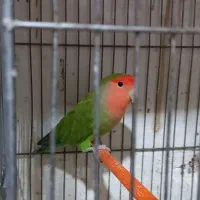 طوطی کوتوله|پرنده|مشگین شهر, |دیوار