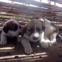 توله سگ سهرابی واگزاری