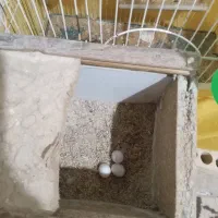 ۲عددعروس هلندی با تخم و ۱ عدد عروس هلندی دستی اهلی|پرنده|خرمشهر, |دیوار