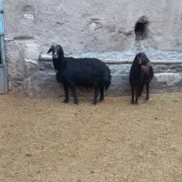 قوچ قزل افشار|حیوانات مزرعه|شازند, |دیوار