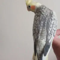 عروس هلندی ماده|پرنده|رودبار, |دیوار