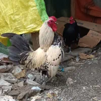 مرغ مینا توری