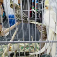 فروش عروس هلندی|پرنده|یاسوج, |دیوار