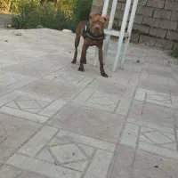 سگ پیتبول