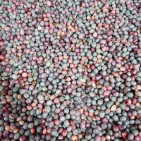 ونوشک تازه و خوشمزه