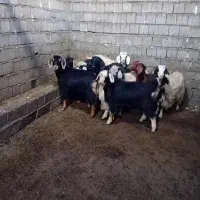 بزغاله|حیوانات مزرعه|امام, |دیوار