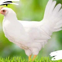 خروس سفید