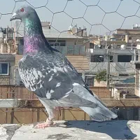 پلاکی ماده|پرنده|مرودشت, ابوذر شمالی‎|دیوار