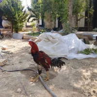 خروس  لاری معاوضه