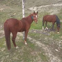 ۲ تا  اخته ( یخته) سیلوانا