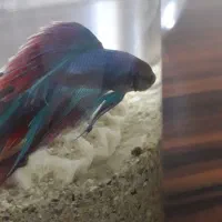 ماهی فایتر  زیبا|ماهی|کرمانشاه, |دیوار