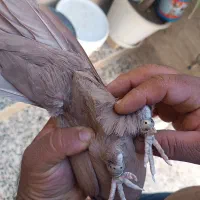 نروماده زرد دوکاکله|پرنده|شیراز, ده پیاله|دیوار