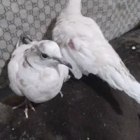 کبوتر خانکی