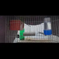 یک جفت مرغ عشق با وسایل