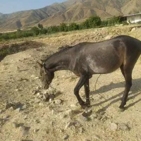 اسب 17ماهه