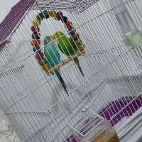 مرغ عشق|پرنده|اردبیل, |دیوار