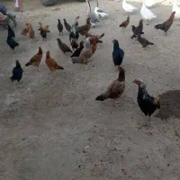 فروش مرغ و خروس لاری|حیوانات مزرعه|بشاریات, |دیوار