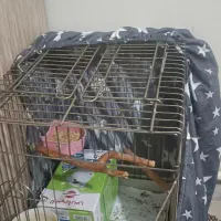 عروس هلندی لپ گلی ماده دستی و یاهوش