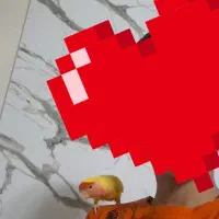 کوتوله برزیلی ماده|پرنده|ری, هاشم‌آباد|دیوار