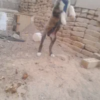 کوچوک ماده|سگ|تربت جام, شیخ احمد جامی|دیوار