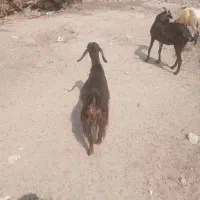 فروش چند عدد بز وبره ماده ویک عدد کهرنر ونری|حیوانات مزرعه|بندرعباس, |دیوار