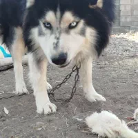 سگ هاسکی|سگ|تیکمه داش, |دیوار