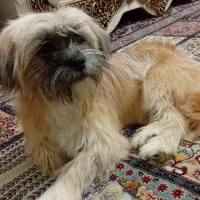 سگ پاکوتاه|سگ|مشهد, الهیه|دیوار