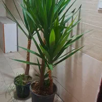 یوکا گل طبیعی یوکافروش فوری ب علت جابجایی