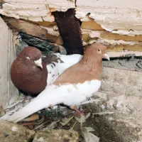 کفتر ابلق افغانی اصلی