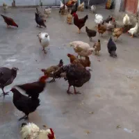 ۴۰عددمرغ کُردی و۷خروس هیکلی در ایلام