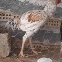 خروس لاری افغان به شرط