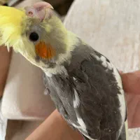 عروس هلندی نر و ماده|پرنده|آستارا, |دیوار