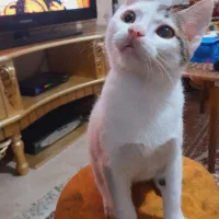 گربه نر dsh|گربه|لاهیجان, انقلاب|دیوار