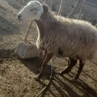 میش هتروو|حیوانات مزرعه|شیروان (خراسان), |دیوار