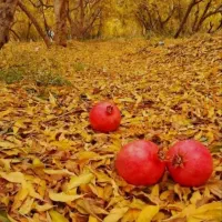 اجاره کوتاه مدت خونه باغ جهت مهمانی و دورهمی