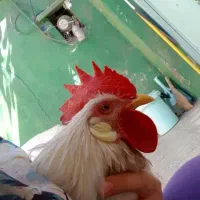 خروش ماشینی ۸ ماهه