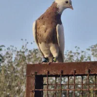 طوقی درجه یک