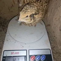 تخم نطفه دار بلدرچین از نوع سنگین وزن ضمانتی|حیوانات مزرعه|نیمروز, |دیوار