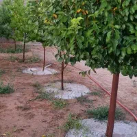 باغ 1000 متری در گنبدواز|فروش خانه و ویلا|مشهد, گنبدواز|دیوار