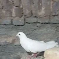 کبوتر|پرنده|سلفچگان, |دیوار