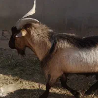 بزغاله نر یکساله|حیوانات مزرعه|ورزنه, |دیوار