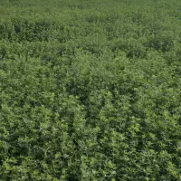 فروش یونجه درجه یک .طلای سبز