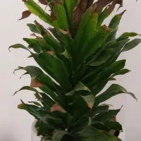 گل طبیعی قیمت مناسب|گل و گیاه طبیعی|شاهرود, |دیوار