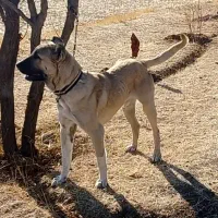 (دو قلاده سگ سرابی اصیل )