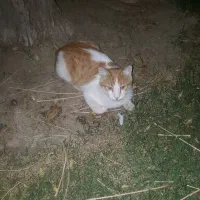 گربه