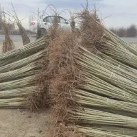 نهالستان فروش نهال های گردو صنوبر و بادام|خدمات باغبانی و درختکاری|قم, چهل درخت|دیوار